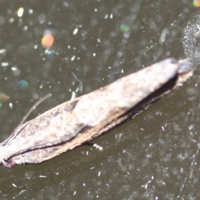 Unidentified Tortricid moth (Tortricidae) at Tathra, NSW - 1 Jan 2020 by KerryVance