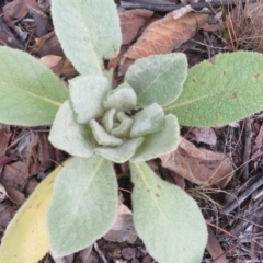 Verbascum thapsus subsp. thapsus (Great Mullein, Aaron's Rod) at Woodstock Nature Reserve - 9 Apr 2022 by Christine