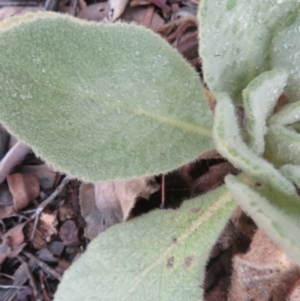 Verbascum thapsus subsp. thapsus at Coree, ACT - 9 Apr 2022