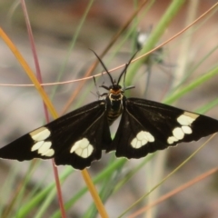 Nyctemera amicus (Senecio Moth, Magpie Moth, Cineraria Moth) at Coree, ACT - 9 Apr 2022 by Christine