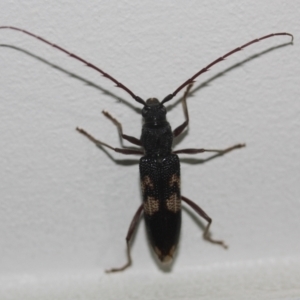 Phoracantha punctata at Tathra, NSW - 22 Mar 2022