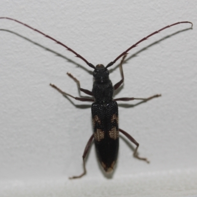 Phoracantha punctata (Longhorn beetle) at Tathra Public School - 22 Mar 2022 by KerryVance