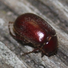 Melolonthinae sp. (subfamily) (Cockchafer) at Tathra Public School - 22 Mar 2022 by KerryVance