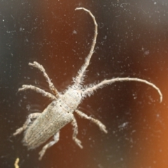 Rhytiphora neglecta (A longhorn beetle) at Tathra, NSW - 24 Mar 2022 by KerryVance2