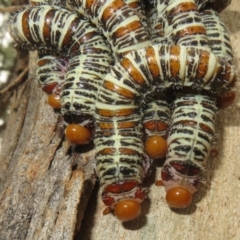 Perginae sp. (subfamily) (Unidentified pergine sawfly) at Woodstock Nature Reserve - 9 Apr 2022 by Christine