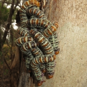 Perginae sp. (subfamily) at Coree, ACT - 9 Apr 2022 11:26 AM