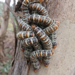 Perginae sp. (subfamily) at Coree, ACT - 9 Apr 2022