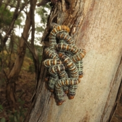 Perginae sp. (subfamily) at Coree, ACT - 9 Apr 2022