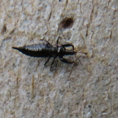 Thysanoptera (order) (Thrips) at Woodstock Nature Reserve - 9 Apr 2022 by Christine