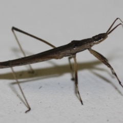 Unidentified Insect (TBC) at Tathra, NSW - 24 Mar 2022 by KerryVance