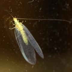 Unidentified Lacewing (Neuroptera) (TBC) at Tathra Public School - 24 Mar 2022 by KerryVance