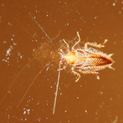 Ectoneura sp. (genus) (Cockroach) at Tathra, NSW - 24 Mar 2022 by KerryVance2