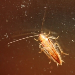 Ectoneura sp. (genus) at Tathra Public School - 24 Mar 2022 11:37 PM