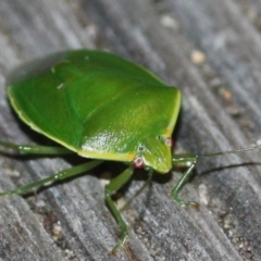 Pentatomidae (family) at Tathra, NSW - 27 Mar 2022 by KerryVance2