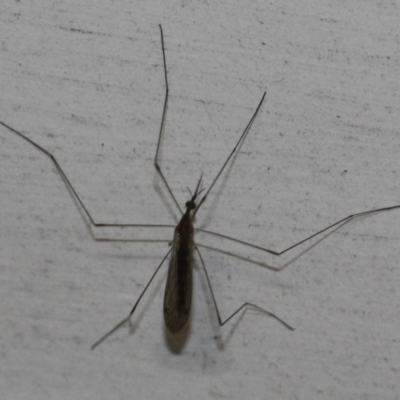 Unidentified Insect at Tathra, NSW - 27 Mar 2022 by KerryVance