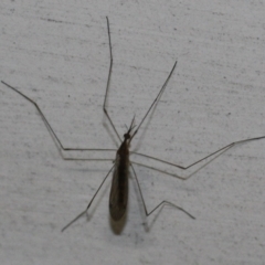 Unidentified Insect (TBC) at Tathra, NSW - 27 Mar 2022 by KerryVance