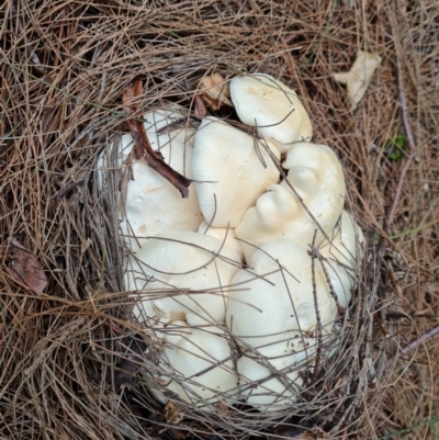 Unverified Cap on a stem; gills below cap [mushrooms or mushroom-like] at Isaacs, ACT - 9 Apr 2022 by Mike