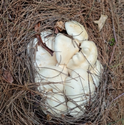 Unidentified Cap on a stem; gills below cap [mushrooms or mushroom-like] at Isaacs, ACT - 9 Apr 2022 by Mike