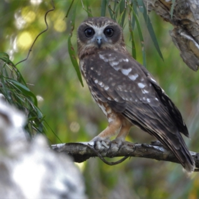 Ninox boobook (Southern Boobook) at Kelso, QLD - 19 Mar 2022 by TerryS