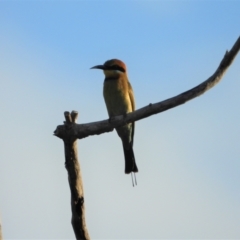 Merops ornatus (Rainbow Bee-eater) at Mount Stuart, QLD - 9 Apr 2022 by TerryS
