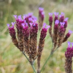 Verbena incompta at Jerrabomberra, ACT - 9 Apr 2022