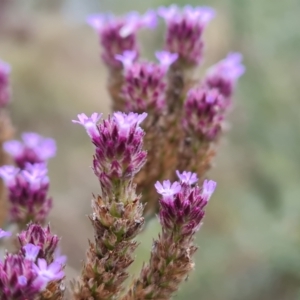 Verbena incompta at Jerrabomberra, ACT - 9 Apr 2022