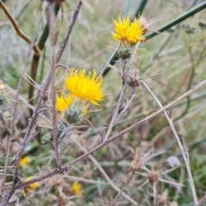 Centaurea solstitialis at Jerrabomberra, ACT - 9 Apr 2022 05:07 PM