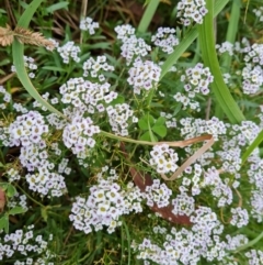 Lobularia maritima (Sweet Alyssum) at Jerrabomberra, ACT - 9 Apr 2022 by Mike