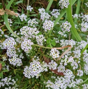 Lobularia maritima at Jerrabomberra, ACT - 9 Apr 2022