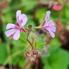 Pelargonium australe (Austral Stork's-bill) at Jerrabomberra, ACT - 9 Apr 2022 by Mike