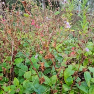 Pelargonium australe at Jerrabomberra, ACT - 9 Apr 2022