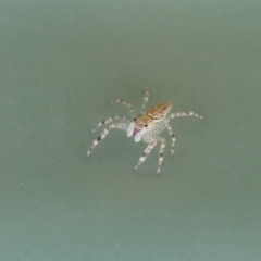 Helpis sp. (genus) (Unidentified Bronze Jumping Spider) at Yass River, NSW - 9 Apr 2022 by SenexRugosus
