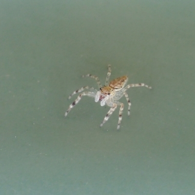 Helpis sp. (genus) (Unidentified Bronze Jumping Spider) at Rugosa - 9 Apr 2022 by SenexRugosus