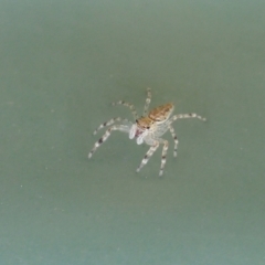 Helpis sp. (genus) (Unidentified Bronze Jumping Spider) at Rugosa at Yass River - 9 Apr 2022 by SenexRugosus