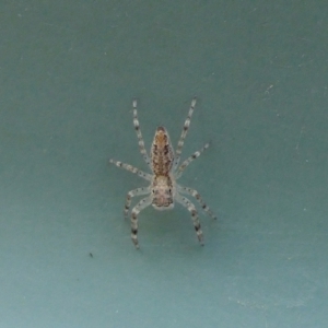 Helpis sp. (genus) at Yass River, NSW - 9 Apr 2022 05:29 PM