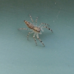 Helpis sp. (genus) at Yass River, NSW - 9 Apr 2022