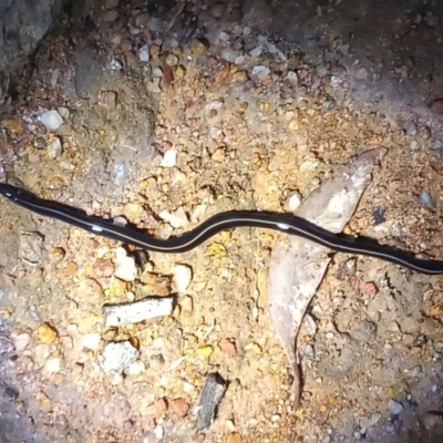 Caenoplana coerulea (Blue Planarian, Blue Garden Flatworm) at Urambi Hills - 9 Apr 2022 by michaelb