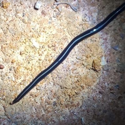 Caenoplana coerulea (Blue Planarian, Blue Garden Flatworm) at Kambah, ACT - 9 Apr 2022 by MichaelBedingfield