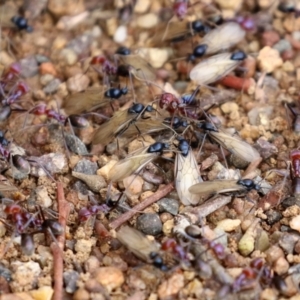 Iridomyrmex purpureus at Bonython, ACT - 9 Apr 2022 01:31 PM