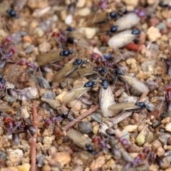Iridomyrmex purpureus (Meat Ant) at Stranger Pond - 9 Apr 2022 by RodDeb