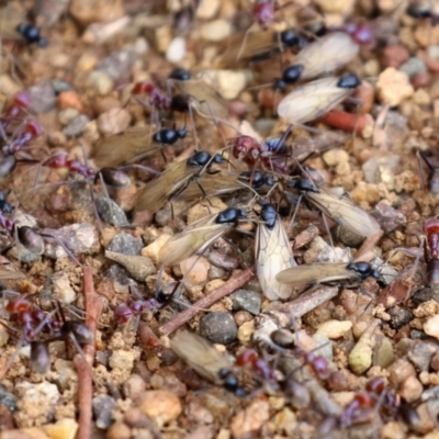 Iridomyrmex purpureus (Meat Ant) at Bonython, ACT - 9 Apr 2022 by RodDeb