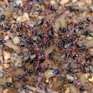 Iridomyrmex purpureus at Bonython, ACT - 9 Apr 2022