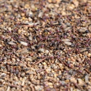 Iridomyrmex purpureus at Bonython, ACT - 9 Apr 2022