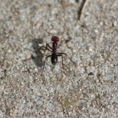 Iridomyrmex purpureus at Bonython, ACT - 9 Apr 2022 01:31 PM