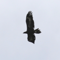 Aquila audax (Wedge-tailed Eagle) at Stranger Pond - 9 Apr 2022 by RodDeb