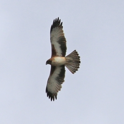 Hieraaetus morphnoides (Little Eagle) by RodDeb