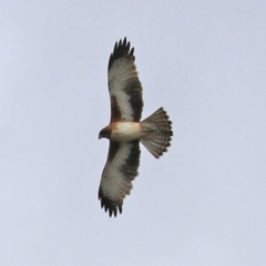 Hieraaetus morphnoides (Little Eagle) at Bonython, ACT - 9 Apr 2022 by RodDeb