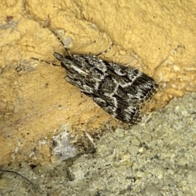Scoparia oxygona (A Pyralid moth) at Jerrabomberra, NSW - 8 Apr 2022 by Steve_Bok