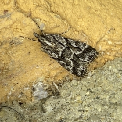 Scoparia oxygona (A Pyralid moth) at Jerrabomberra, NSW - 9 Apr 2022 by SteveBorkowskis