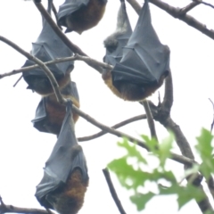 Pteropus poliocephalus (Grey-headed Flying-fox) at Mount Ainslie to Black Mountain - 9 Apr 2022 by TomW